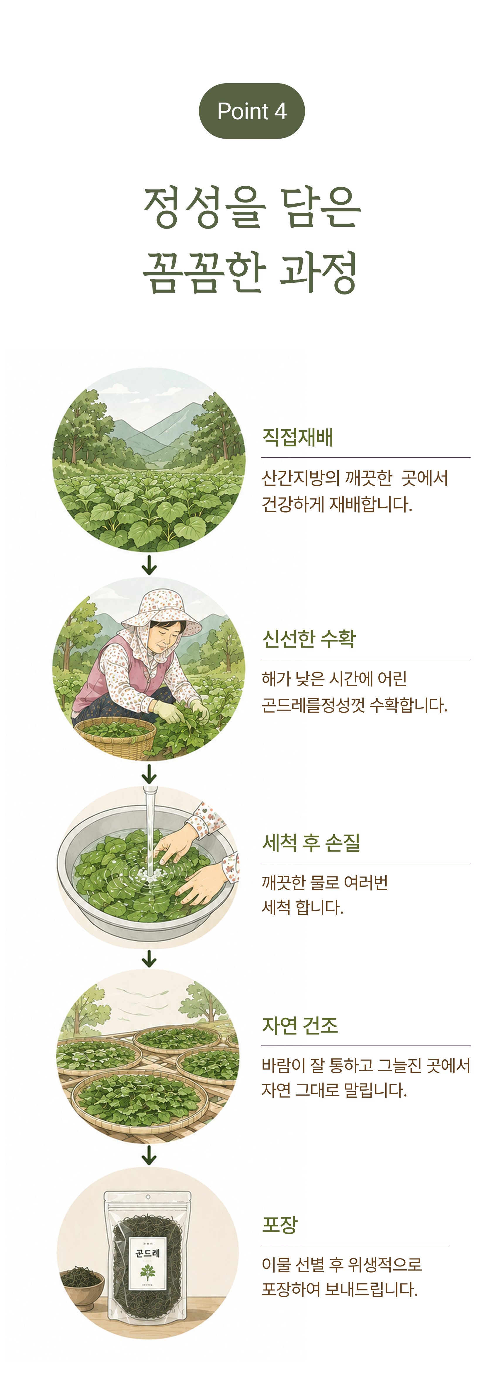건곤드레 상세 이미지