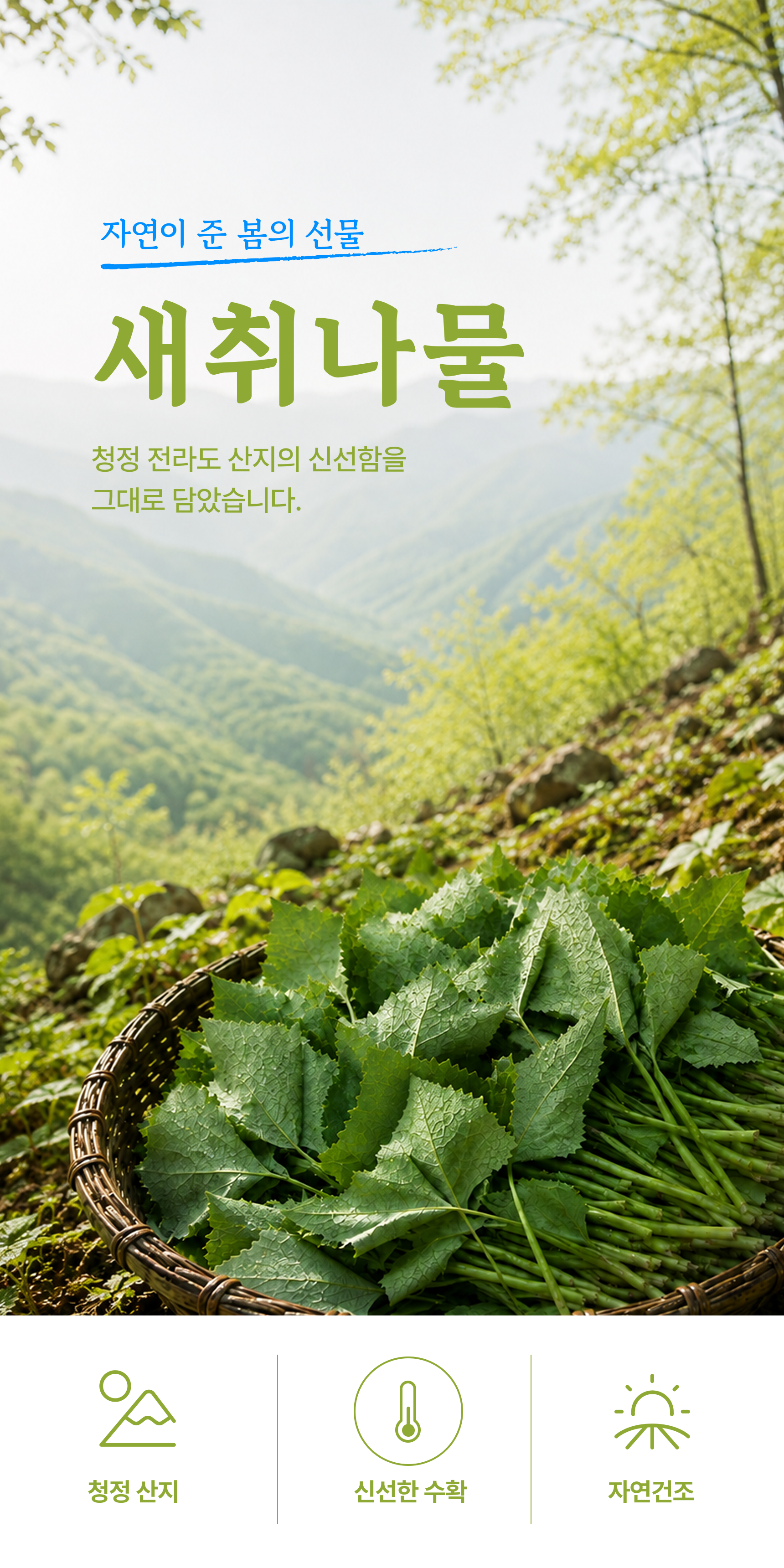 새취나물 상세 이미지