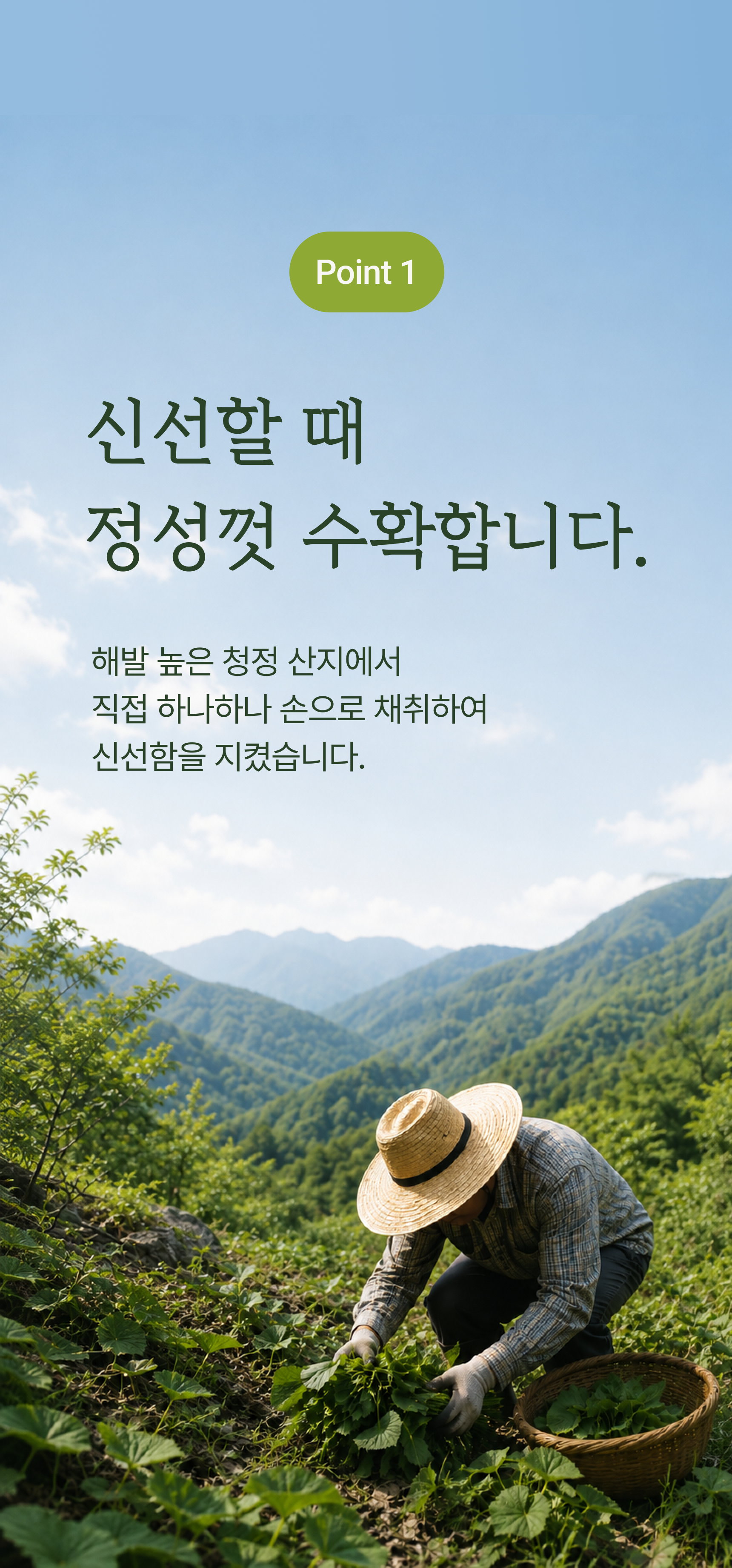 새취나물 상세 이미지
