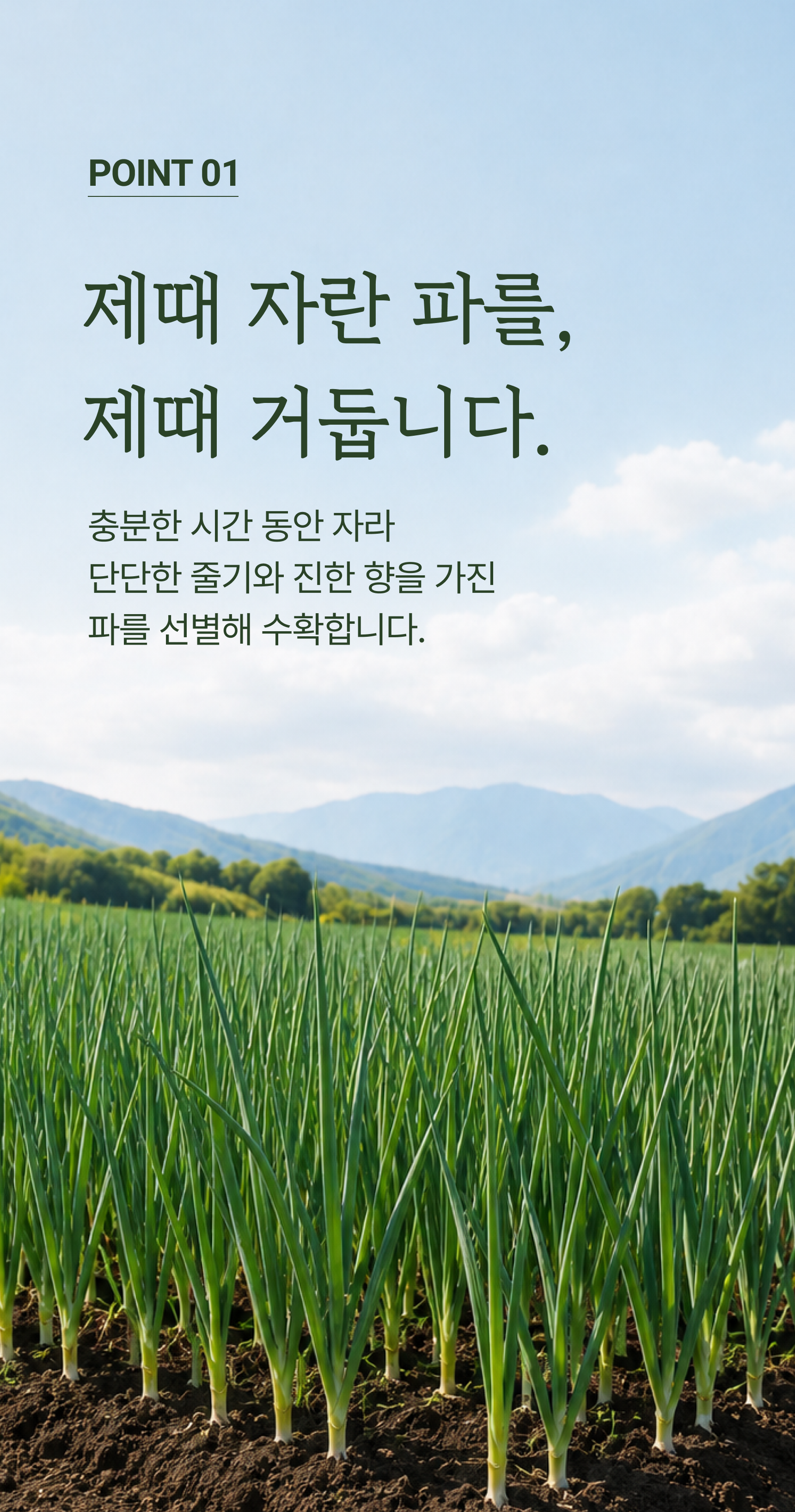 깐파 상세 이미지