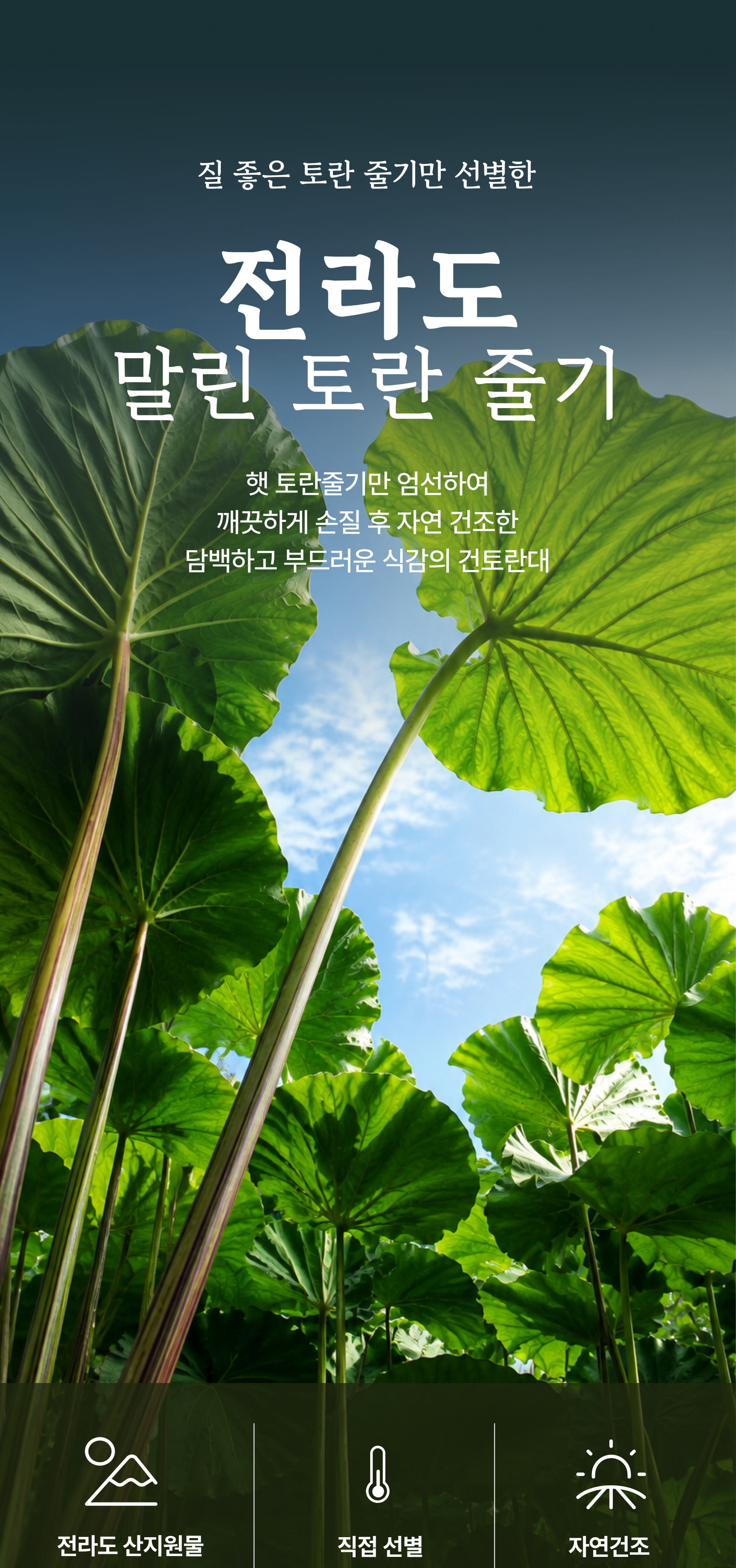 토란줄기 상세 이미지