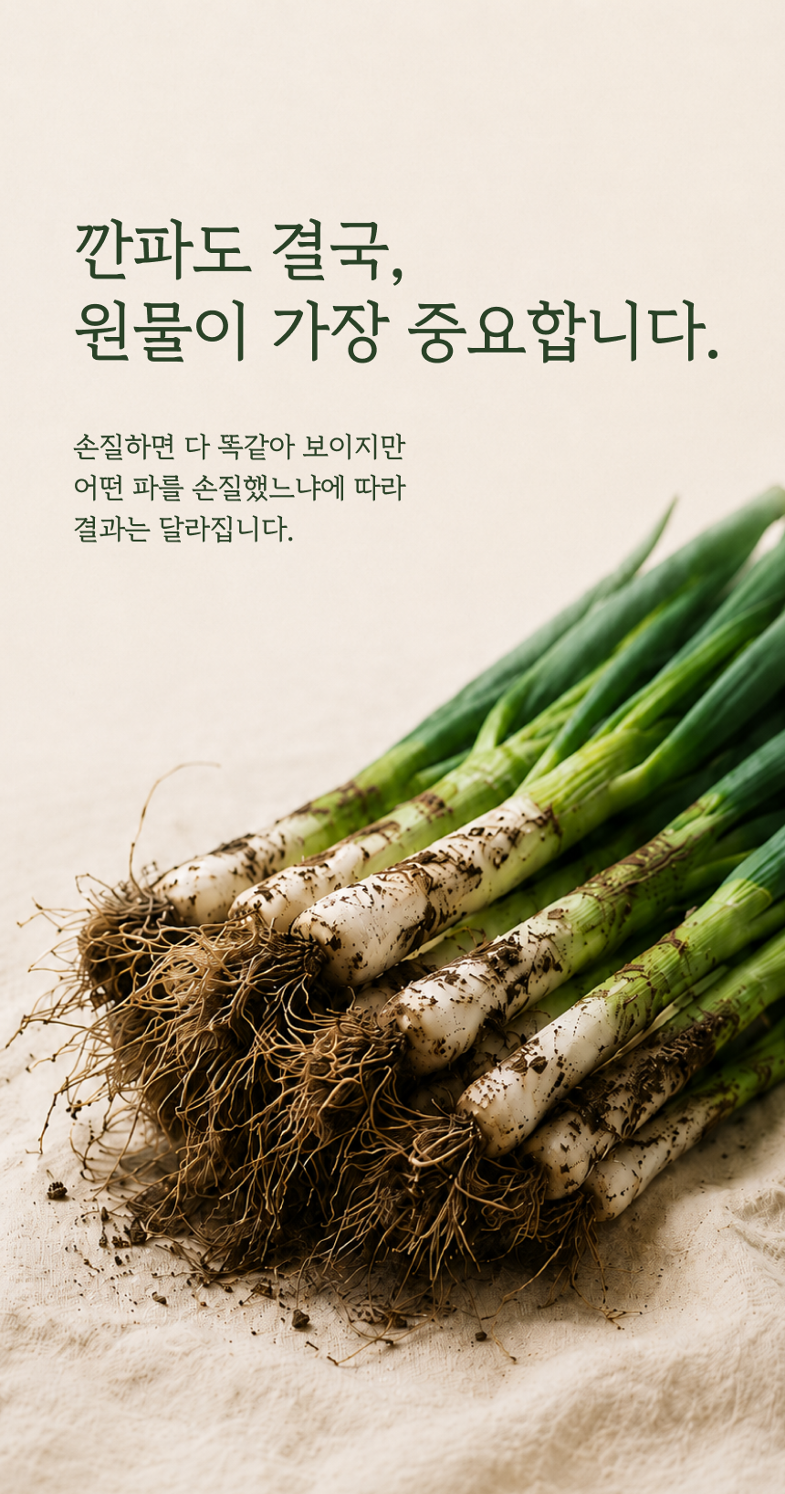 깐파 상세 이미지