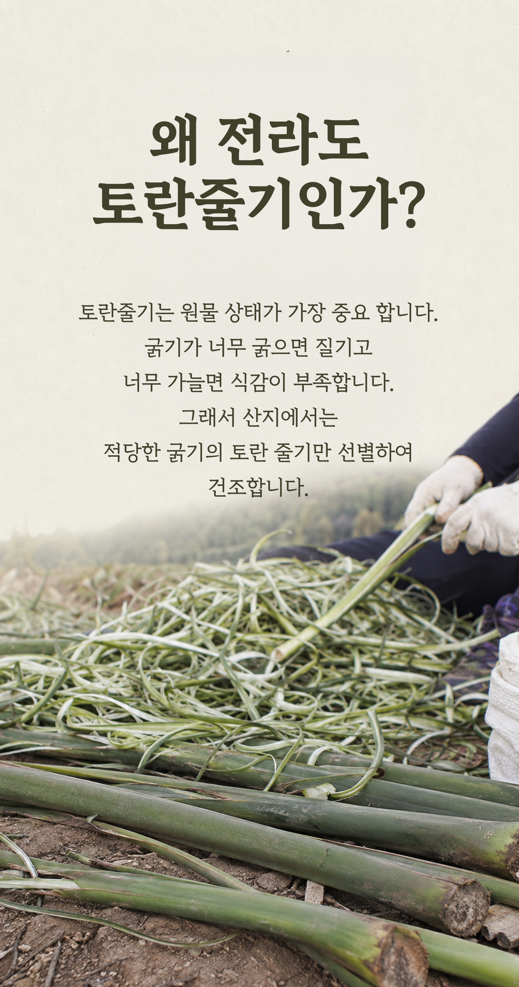 토란줄기 상세 이미지