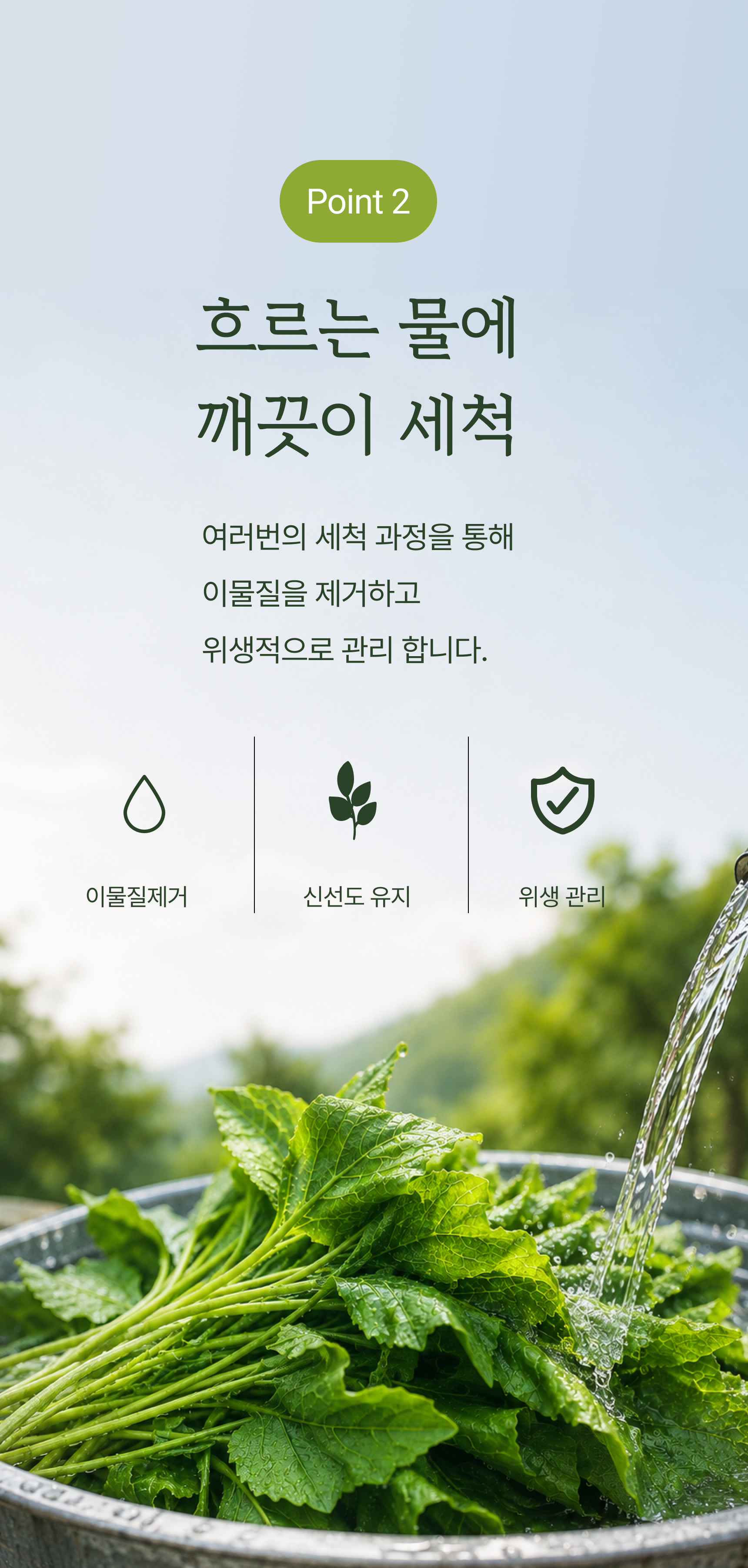 새취나물 상세 이미지