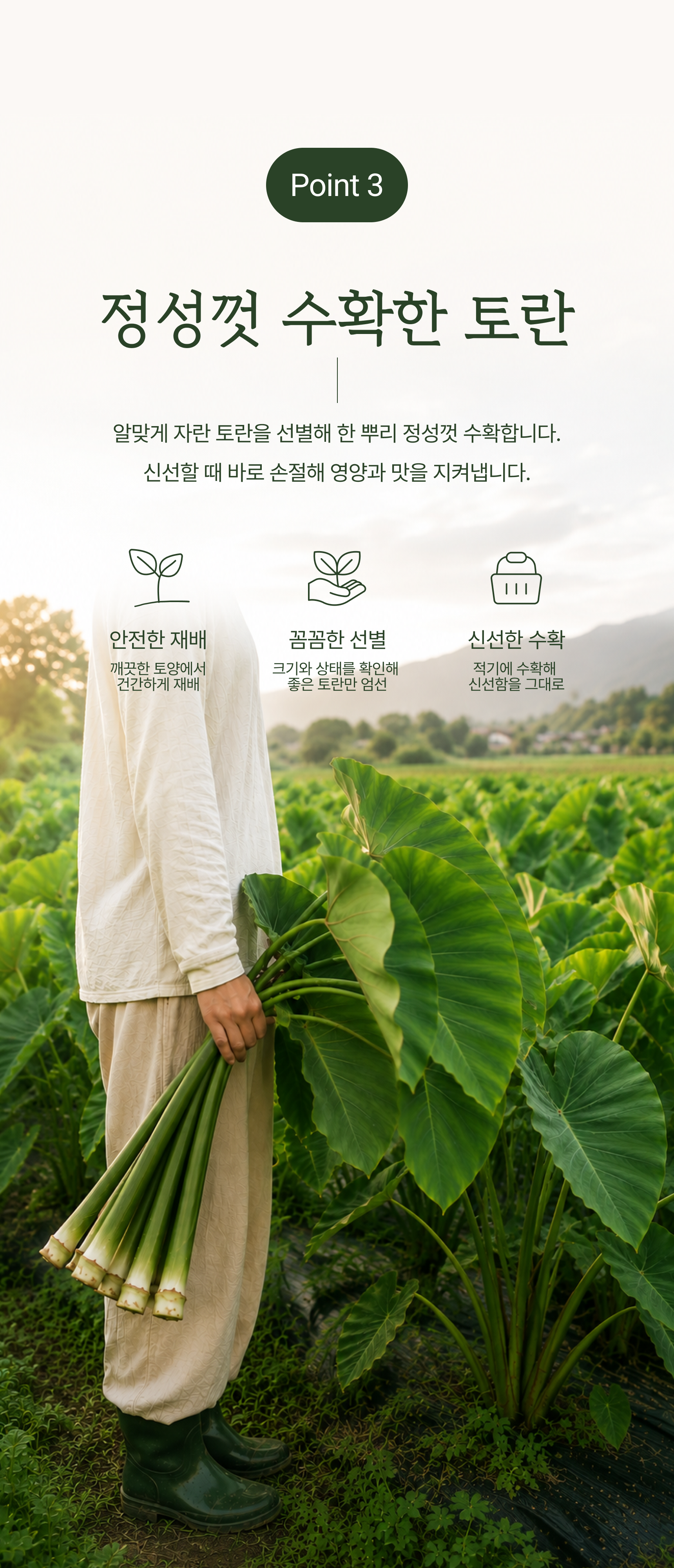 토란줄기 상세 이미지